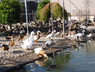Watervogels