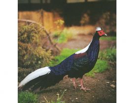 Swinhoe's fazant